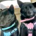 車の後部座席に座る『犬の親子』→走行中、左右に揺さぶられて…とんでもなく愛おしい光景が17万再生「可愛いにも程がある」「最高の癒し」