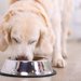 老犬の食事の変化とは？必要な栄養素や食べさせ方のコツを紹介