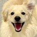 擬人化AIで『愛犬を人間に変えてみた』結果…隠しきれない『ワンコ感』が話題を呼び241万表示「あふれ出る陽キャ」「寝ぐせまでｗｗ」