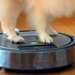 床を掃除中のルンバ→犬が『上に乗っかった』結果…楽しいのが伝わる『ニッコニコ笑顔』に反響「室内ドライブ」「楽しそう」「乗りこなしてるｗ」