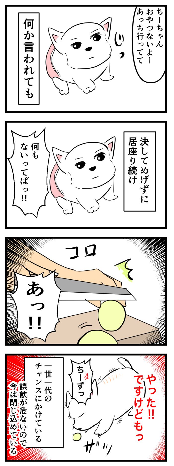 ちーちゃんですけどもっ【第257話】