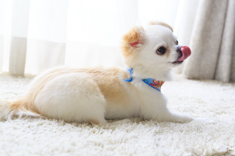 前足をなめるシベリアンハスキーの子犬