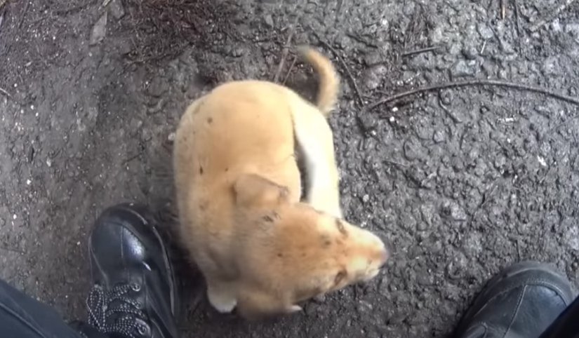 足元に座り込む子犬