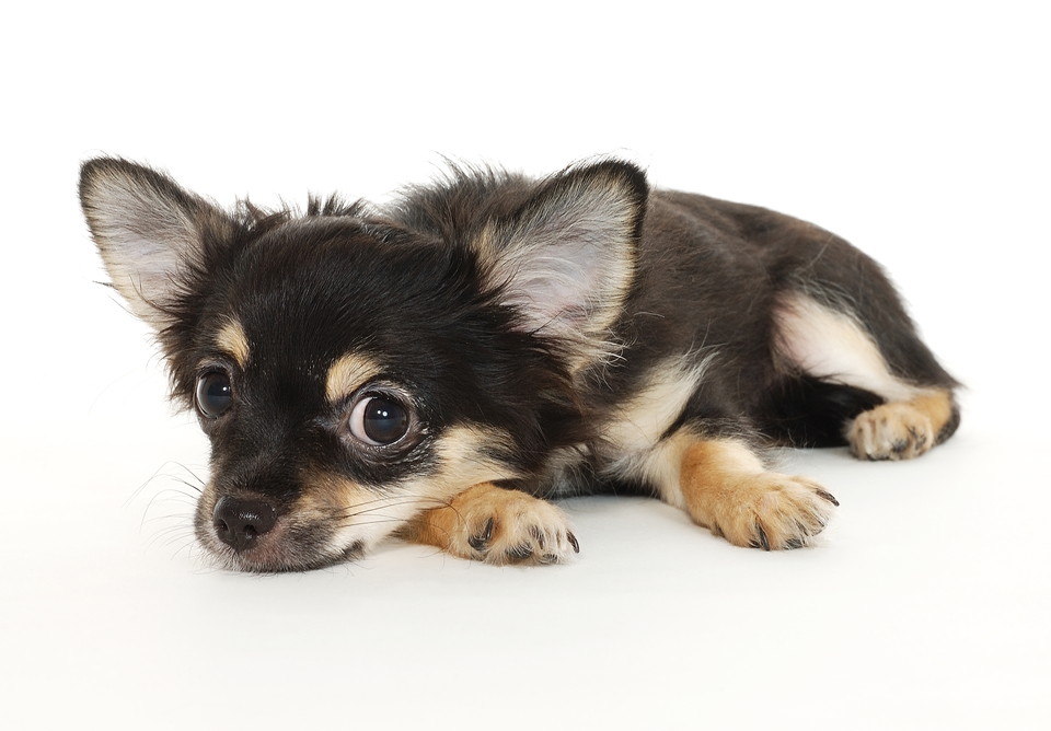 前足をなめるシベリアンハスキーの子犬