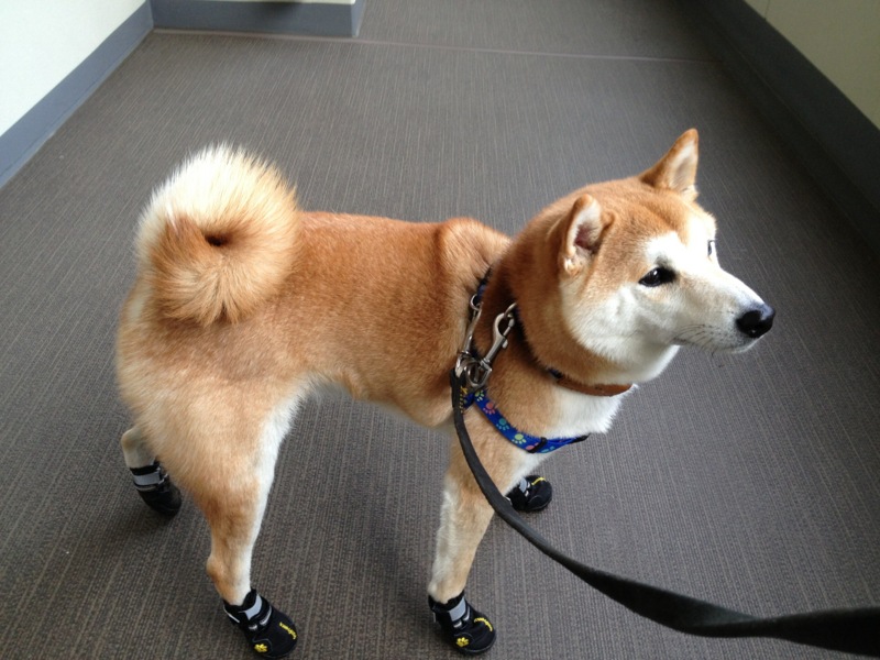 前足をなめるシベリアンハスキーの子犬