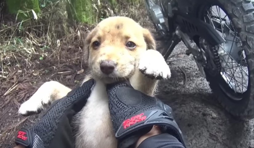 抱っこされる子犬