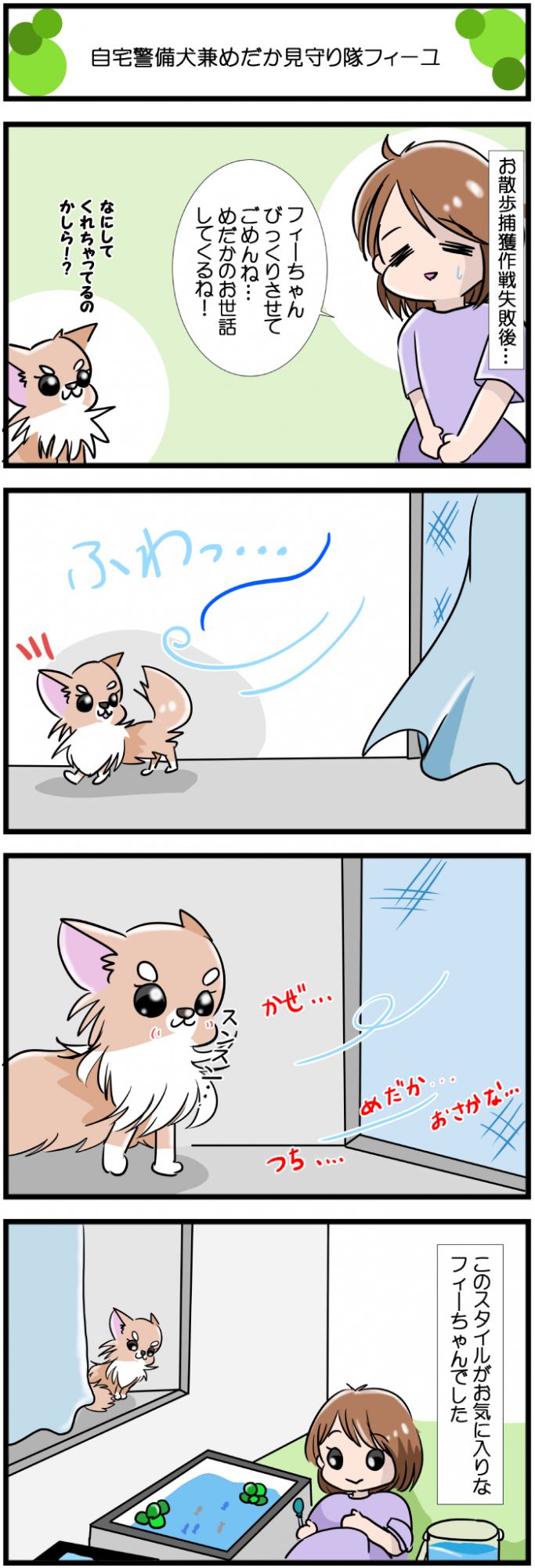 かわうそちわわ。【その557】