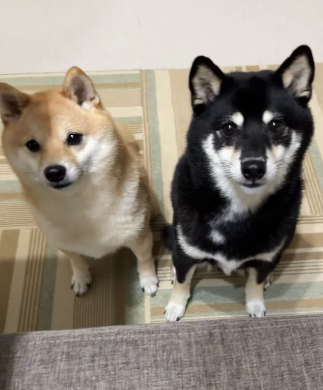 並んでいる2匹の柴犬