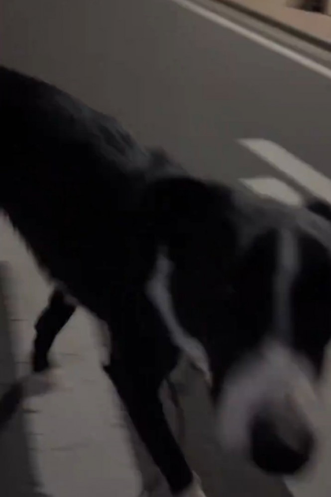 戻ってくる犬