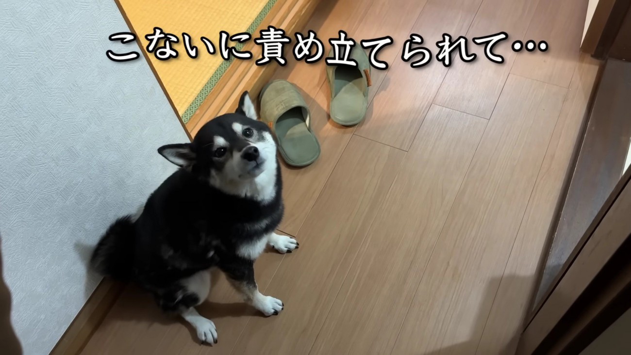 「私がかわいそう…」