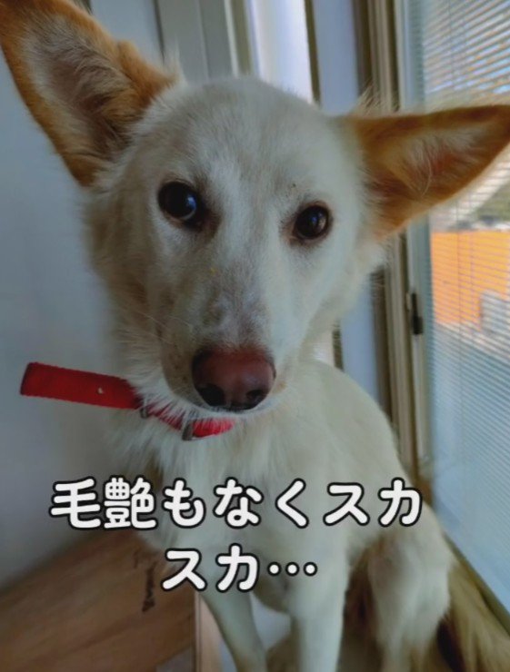 毛もスカスカ…毛もスカスカ…