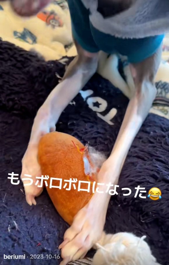 ボロボロになったおもちゃ