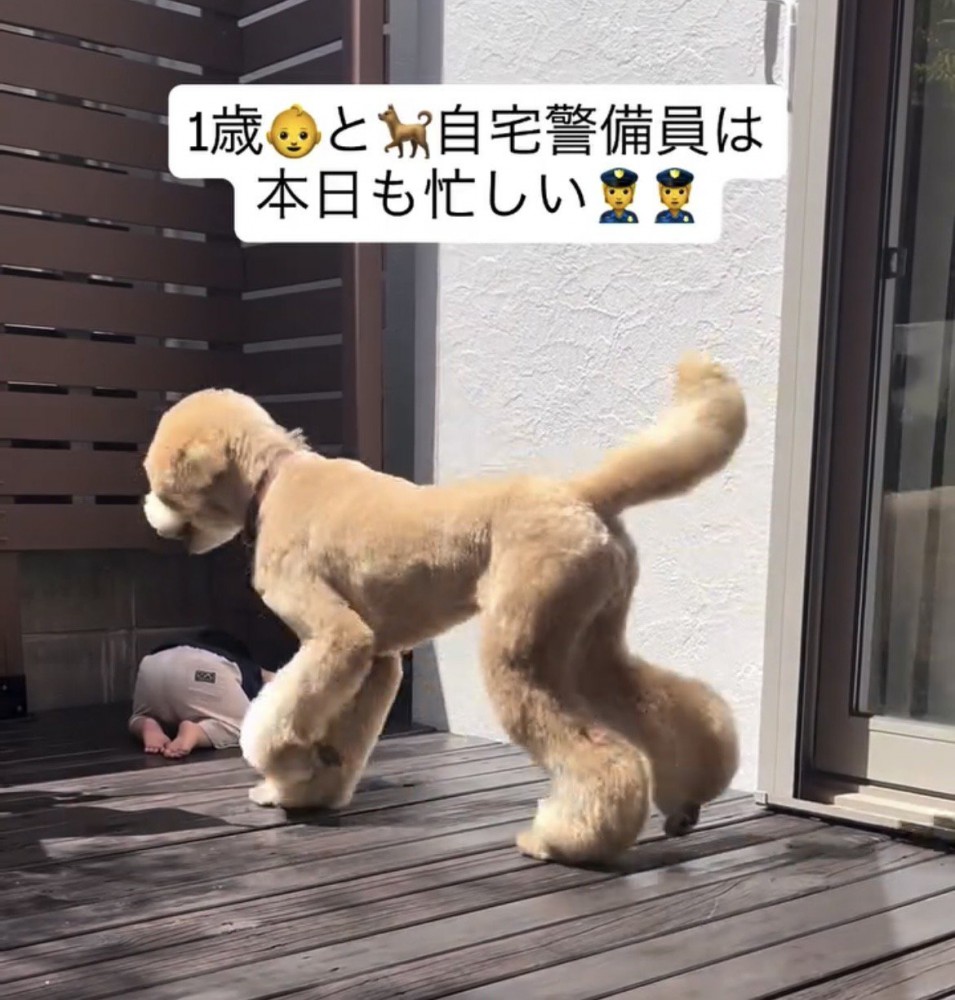 男の子のもとへ歩いていく犬