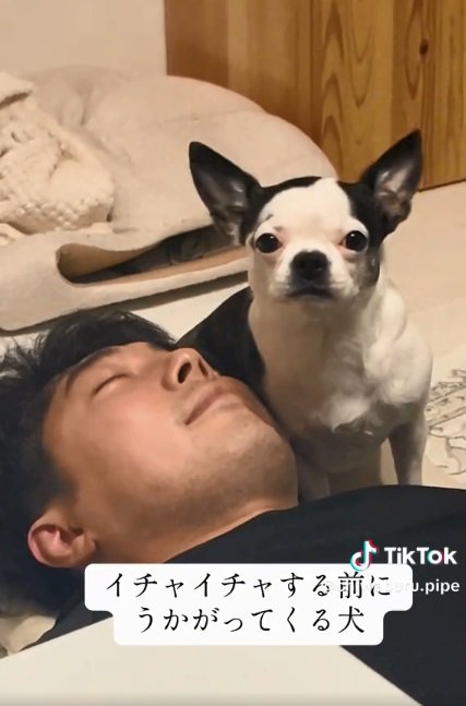 ママを見つめるピペちゃん