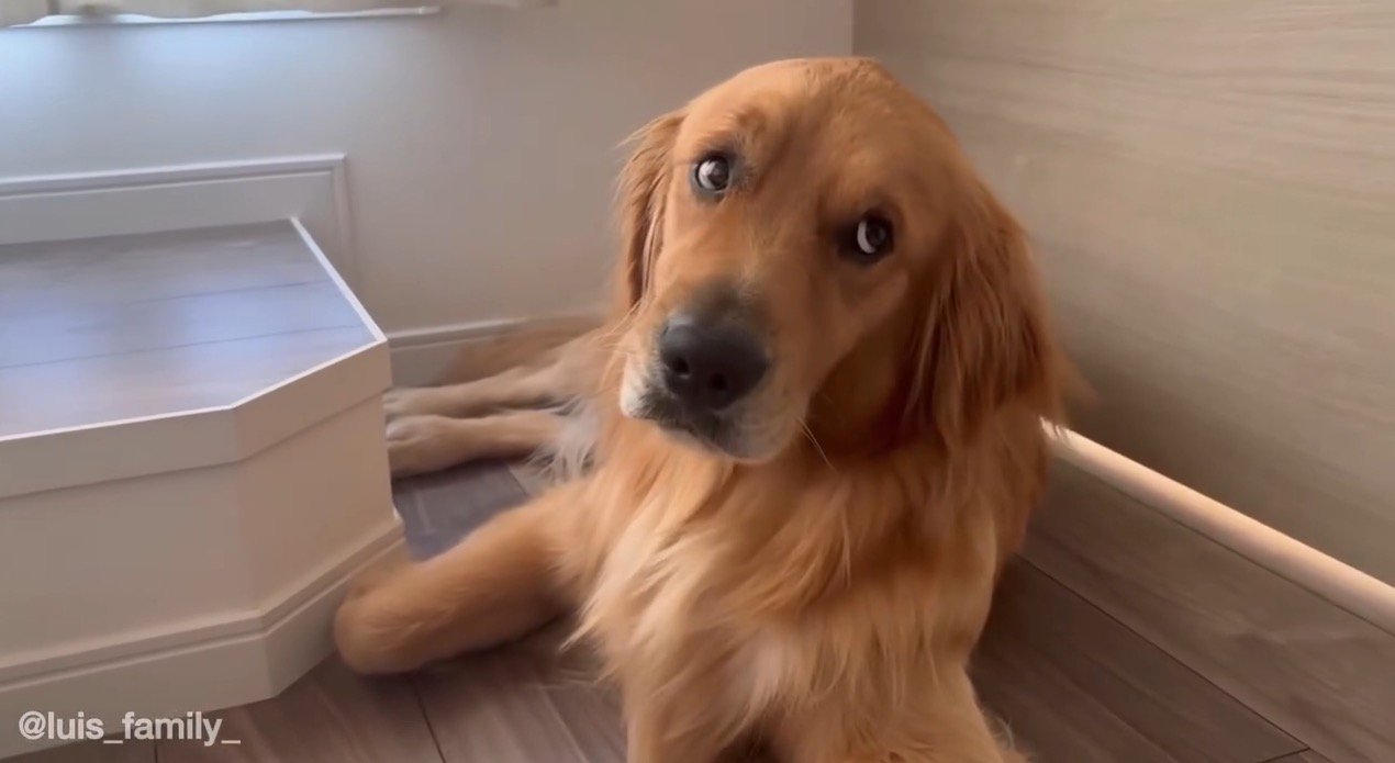 ハスキー犬に離れられて飼い主を見つめるゴールデンレトリバー