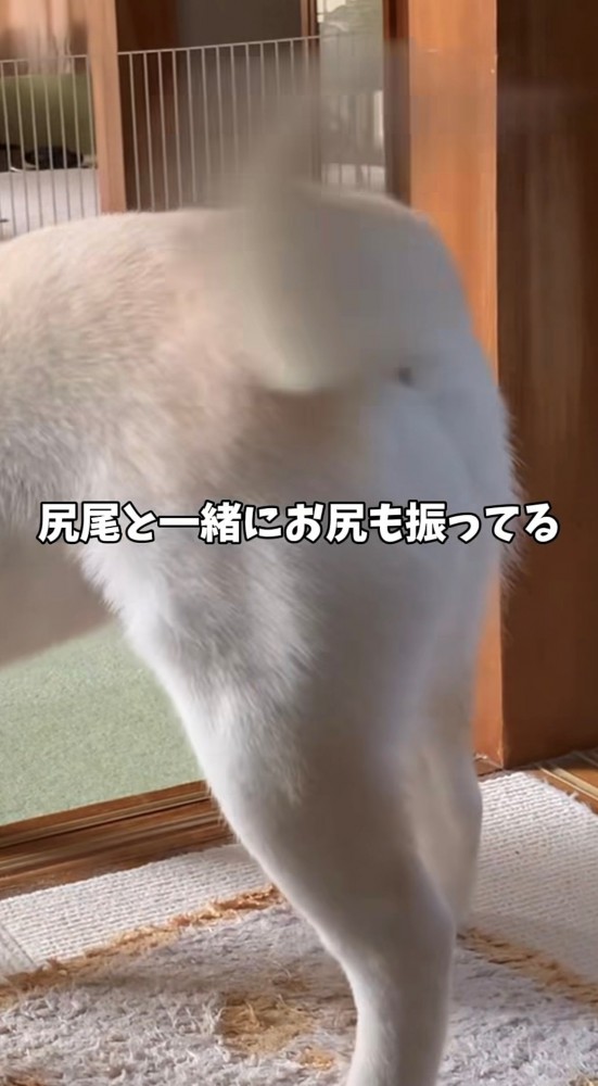 尻尾と一緒にお尻も揺れる犬