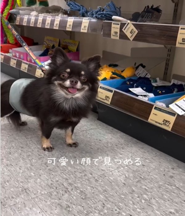 笑顔の犬2