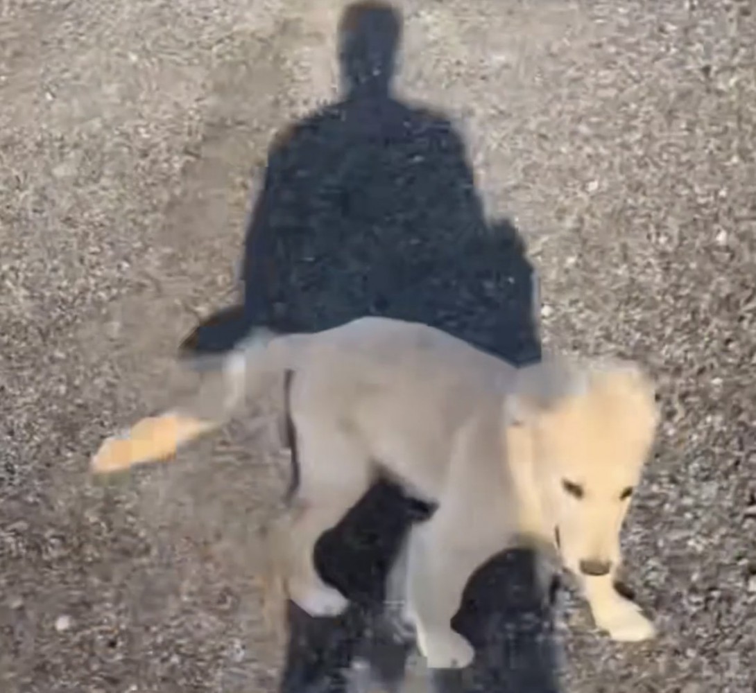 嬉しそうに走る犬2