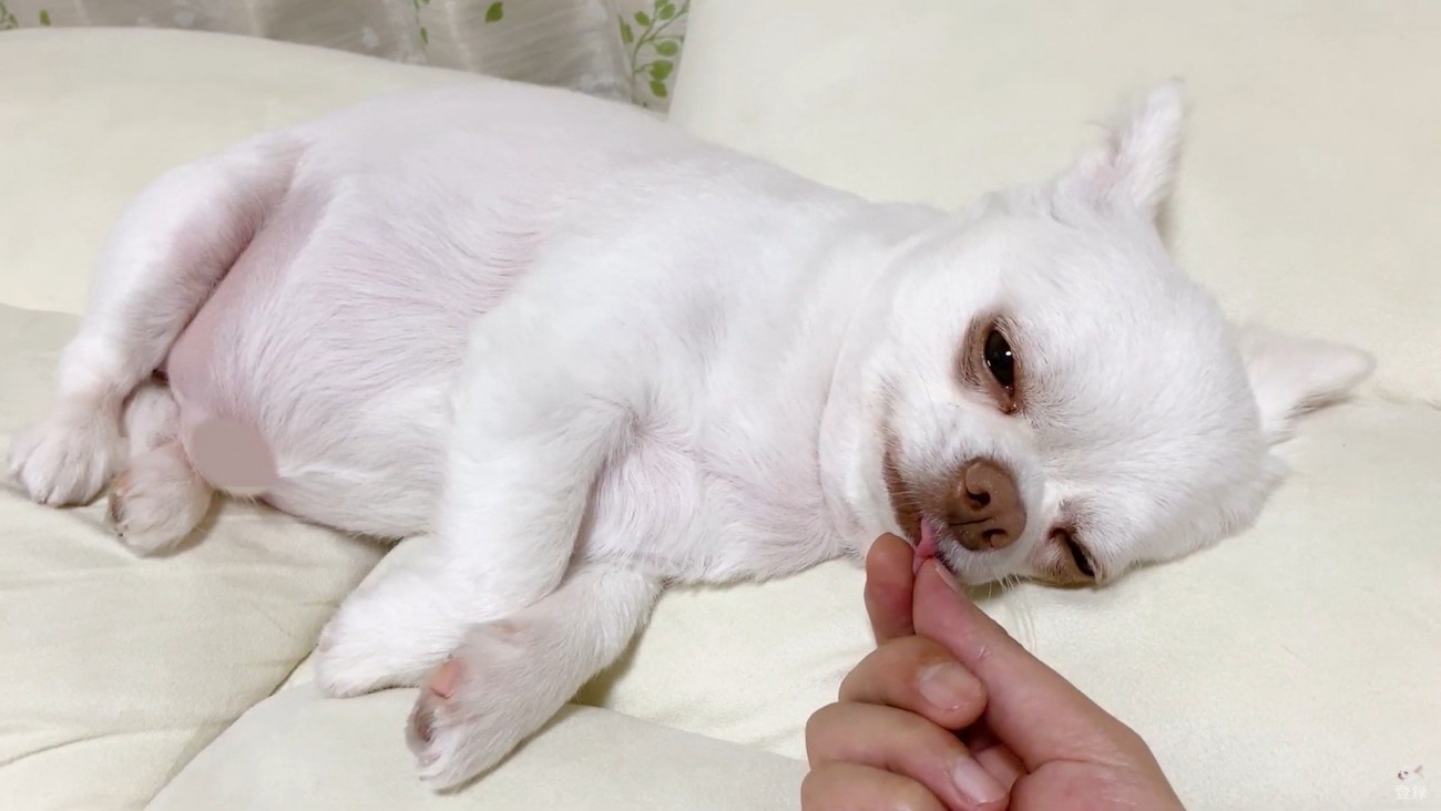 コハクくんの舌を掴んだら？8