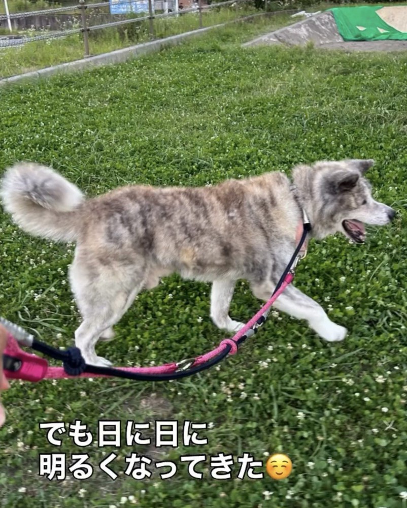 草の上を元気に歩く犬