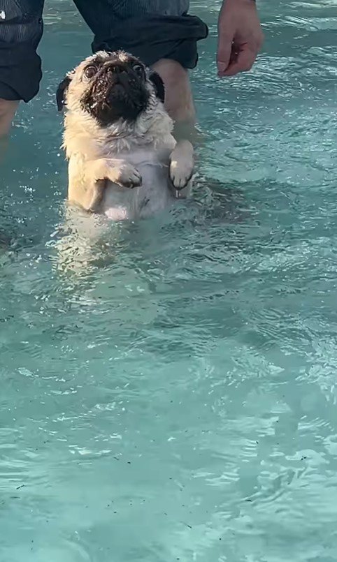 プールに来たぽんずちゃん7