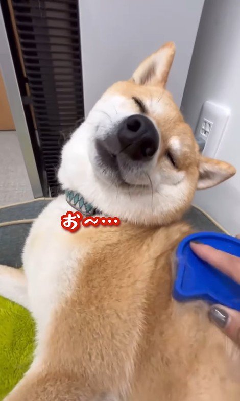 ブラッシング中のフクちゃん9