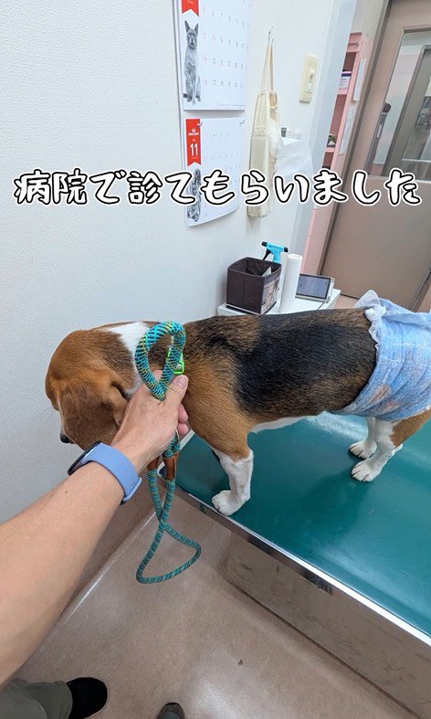 足をかばうこま君7