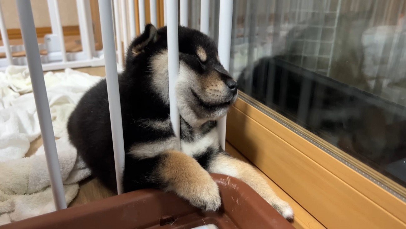 お顔がムギュッ