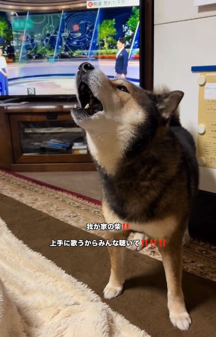 遠吠えするしゅんくん1