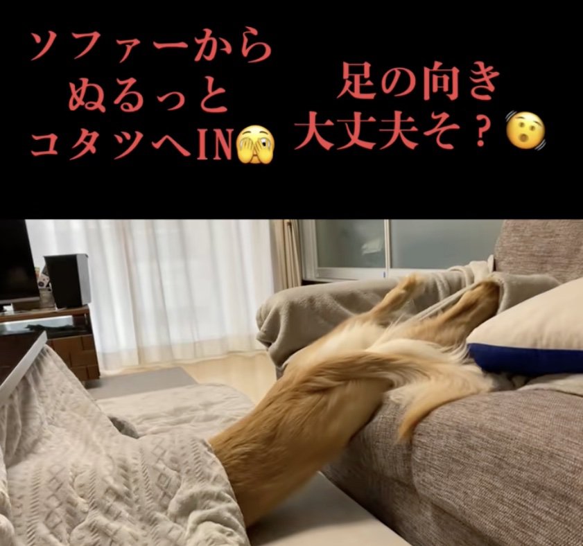 頭はこたつに…