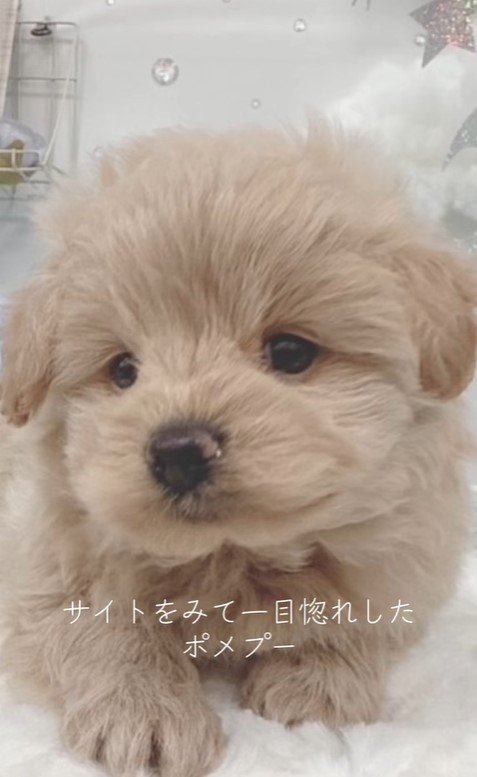 ポコくんの耳の変化