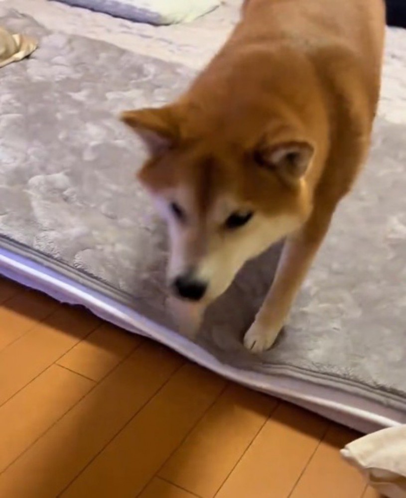 飼い主のところへ駆け寄る犬