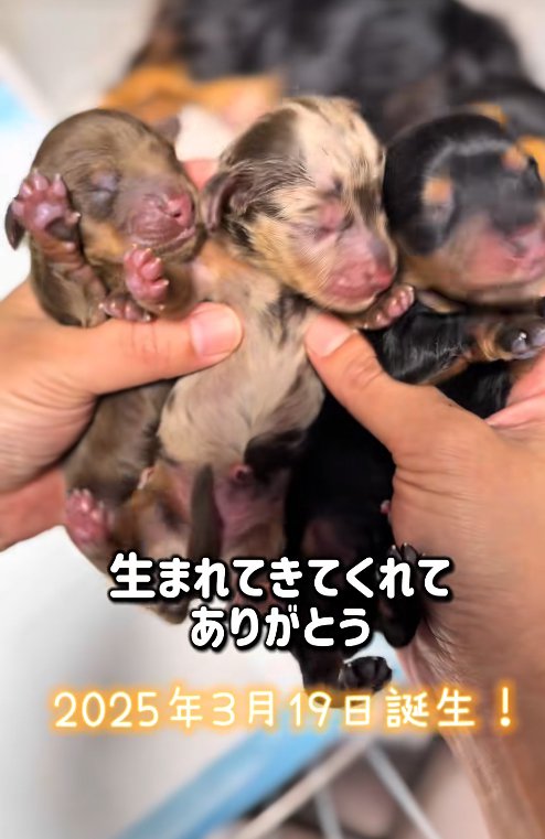 生まれたばかりの赤ちゃん犬