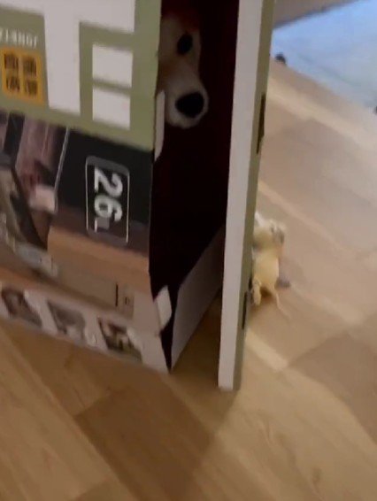 おみそくんがいないと思ったら…