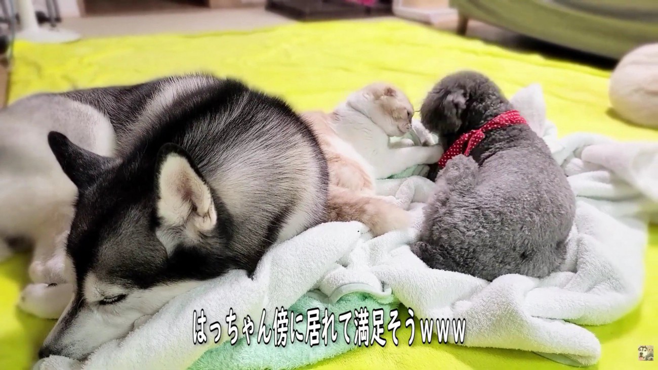 はっちゃんも一安心