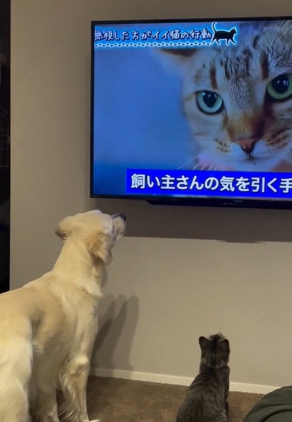 画面を見るるちるちゃん