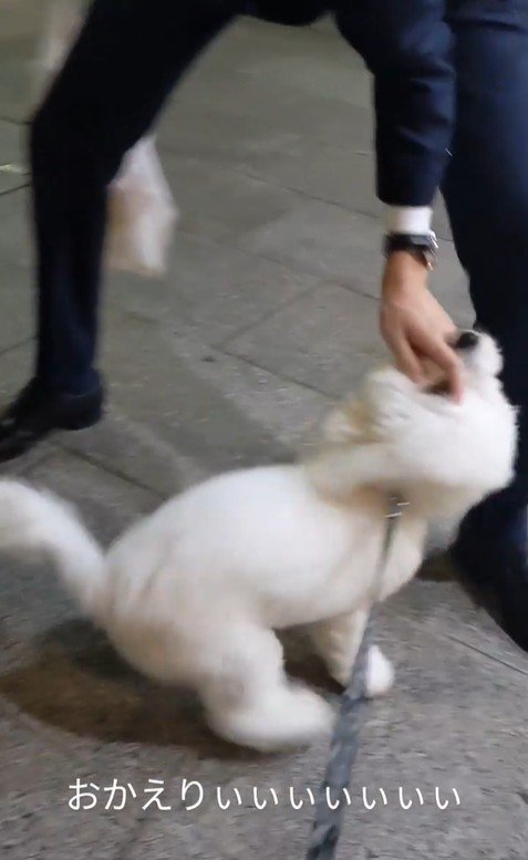 パパさんのお迎えに来たふう太くん6