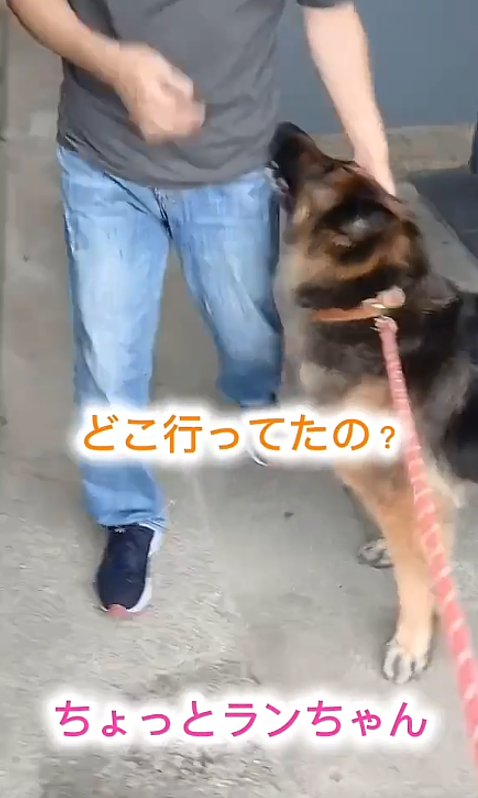 見上げる犬1