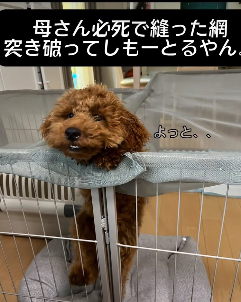 屋根を顔で突き破る犬