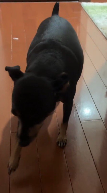 ゆっくりと飼い主の足元にやってきた犬