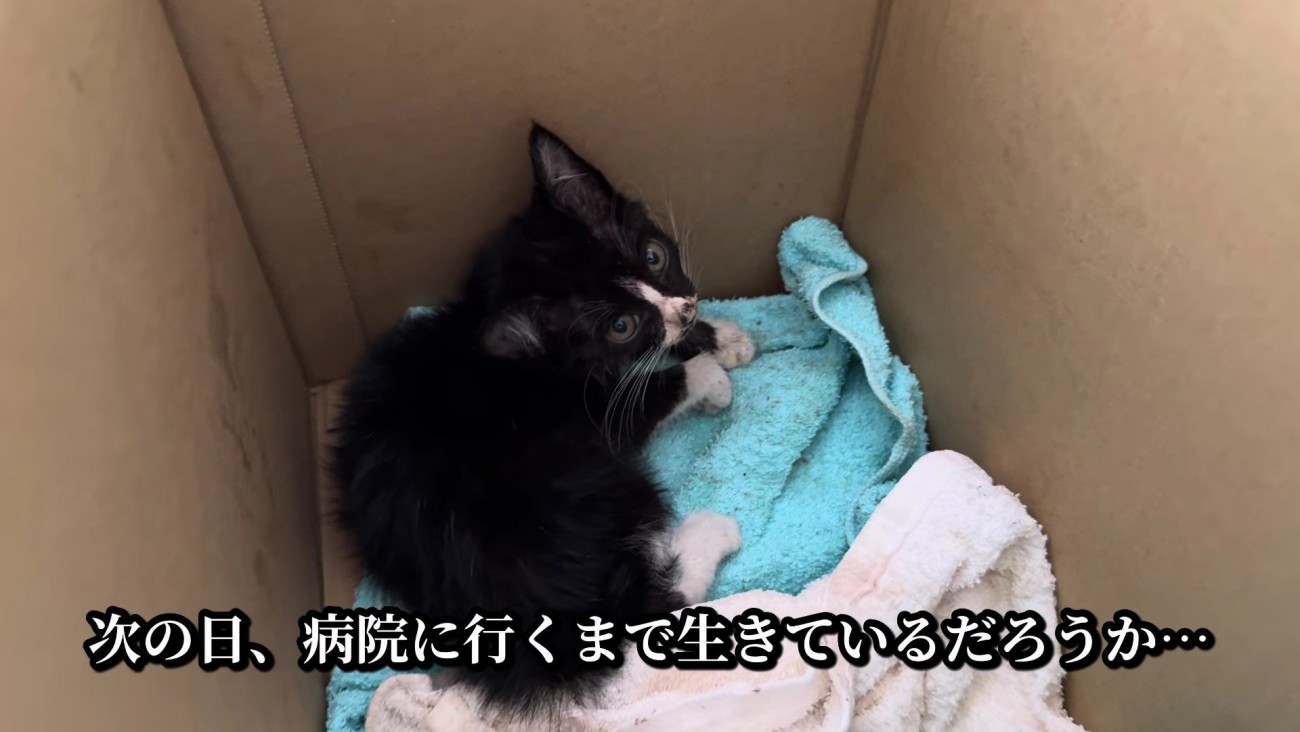 成猫まで育つのは厳しい…