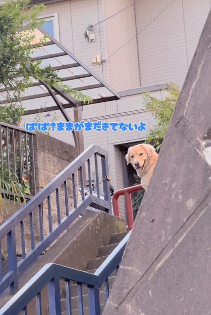 ママを待つメルくん