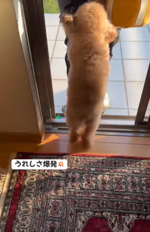 喜んでじゃれつく小型犬