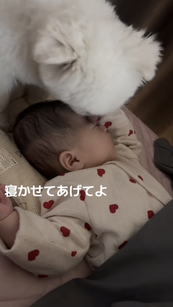 赤ちゃんの目を舐める犬