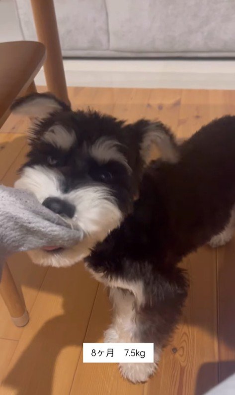 ボセくんの成長記録6