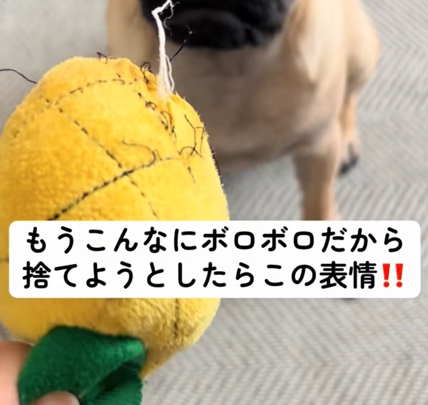 犬のおもちゃ2