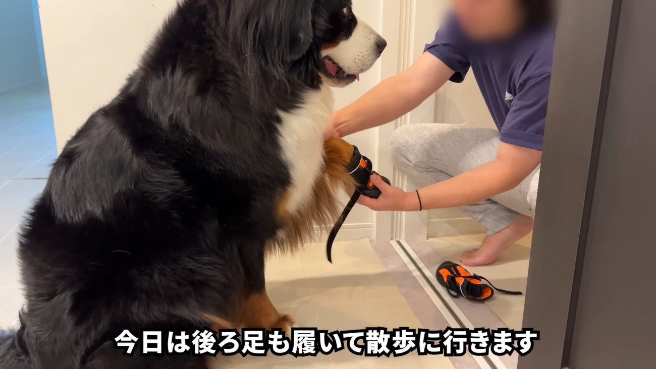 靴を履く時もお利口さん