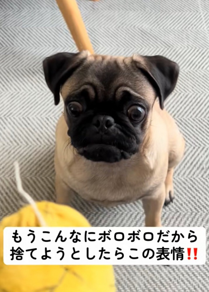 困った表情の犬