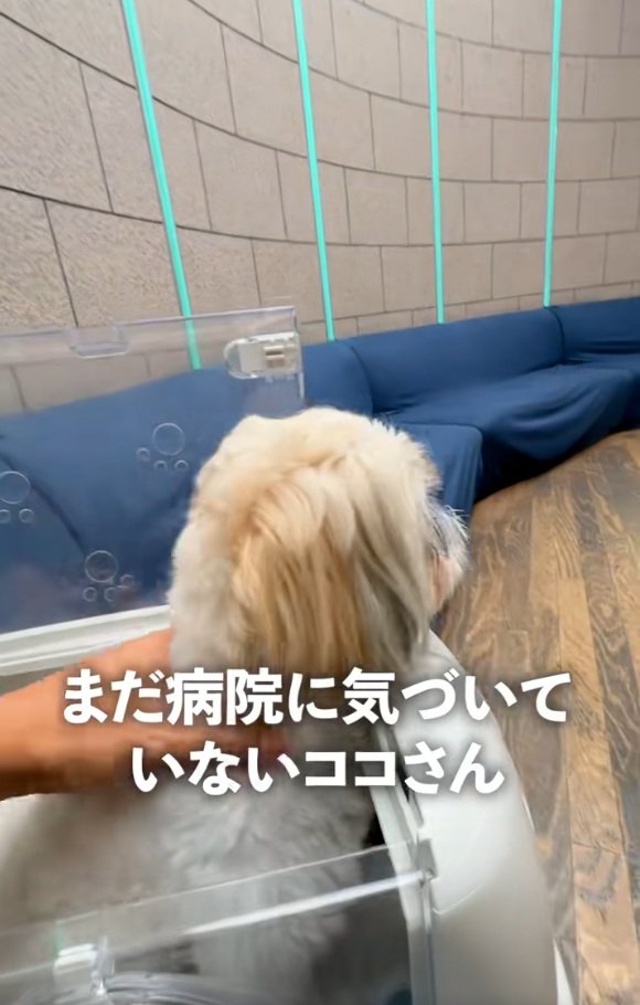 病院だと気づいていないココちゃん