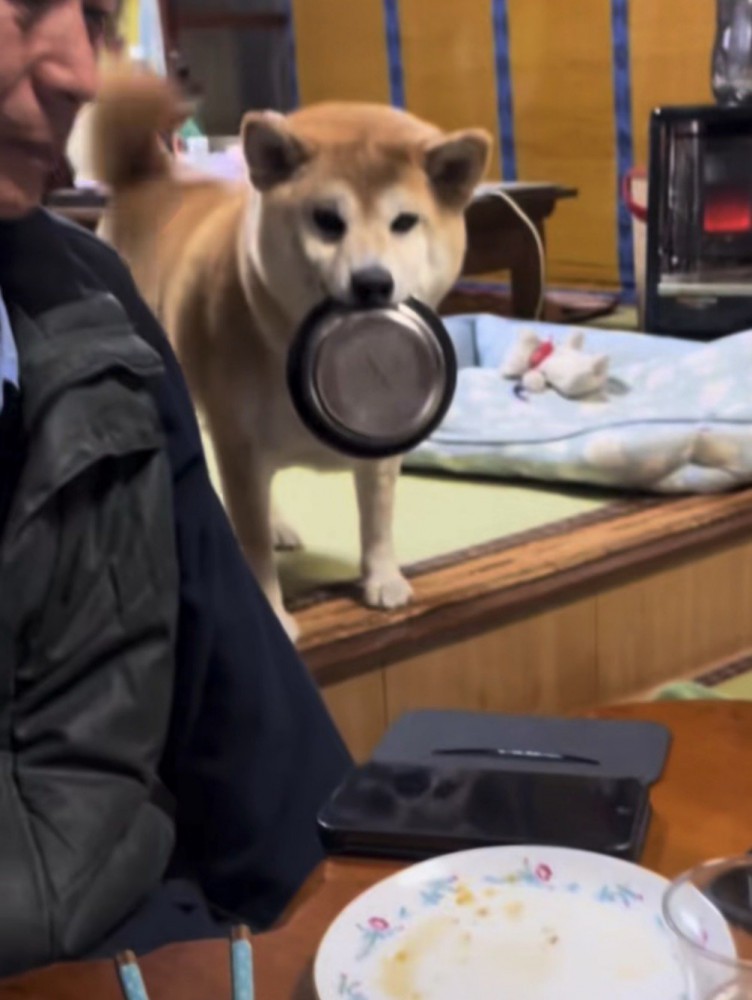 皿を咥えて立つ犬